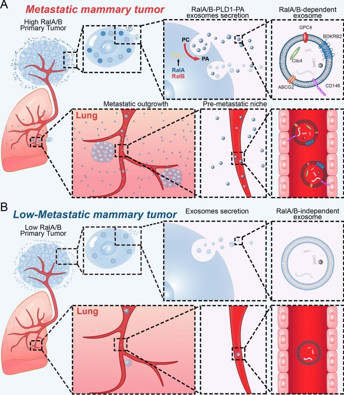 來自RalA或RalB缺陷細胞的外泌體具有較弱的器官靶向能力 來自RalA或RalB缺陷細胞的外泌體具有較弱的器官靶向能力