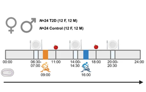 晨練與午練對2型糖尿病患者血糖和炎癥標志物的差異化影響：一項隨機交叉試驗研究