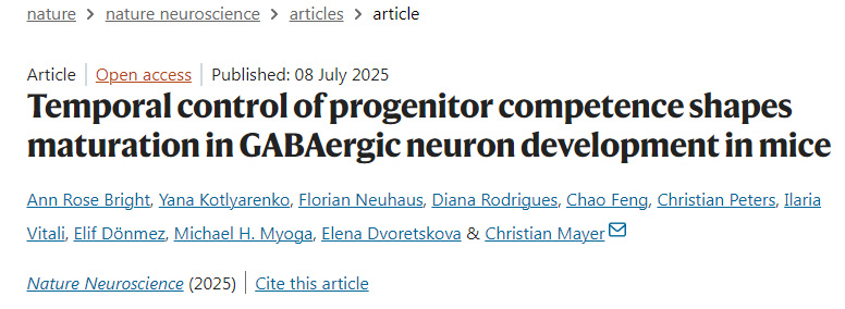 時(shí)序調(diào)控祖細(xì)胞潛能決定小鼠GABA能神經(jīng)元發(fā)育的成熟過(guò)程