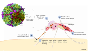 西寶高品質(zhì)抗原抗體，精準(zhǔn)助力基孔肯雅熱檢測(cè)