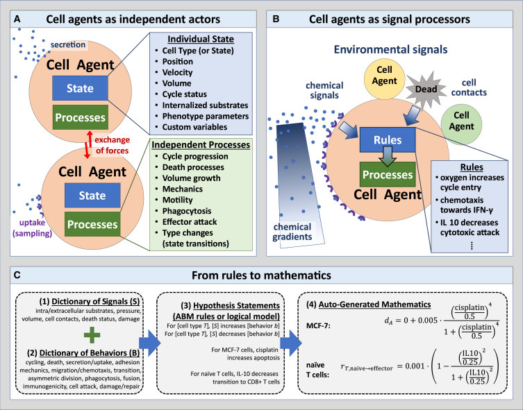 人類可讀語法編碼實現(xiàn)多細(xì)胞系統(tǒng)生物學(xué)模型以普及虛擬細(xì)胞實驗室