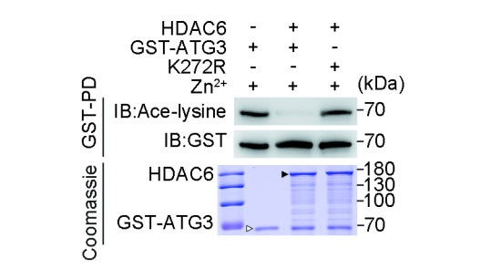 在缺乏持續(xù)抗原刺激的條件下，PD-1仍持續(xù)表達(dá)于小鼠和人類CD8+組織駐留記憶T細(xì)胞表面
