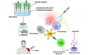 疫苗里的 “隱形助手”：佐劑到底是何方神圣？