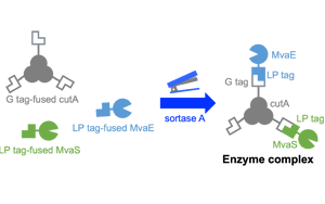 高品質(zhì)分選酶，Seebio? Sortase A，助力ADC研發(fā)，推動(dòng)前沿生物醫(yī)藥創(chuàng)新