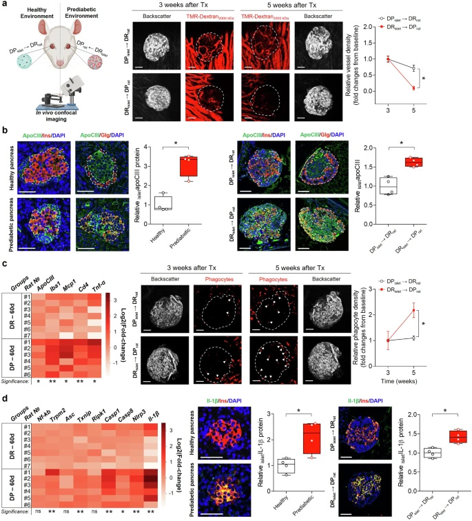 健康胰島移植至糖尿病前期環(huán)境及反向移植的效應(yīng)