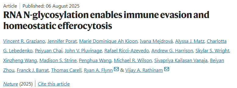 RNA N-糖基化實(shí)現(xiàn)免疫逃逸和穩(wěn)態(tài)胞葬作用
