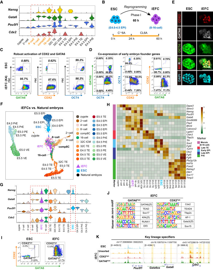 候選分子篩選鑒定出可將胚胎干細胞重編程為類胚胎祖細胞的小分子化合物