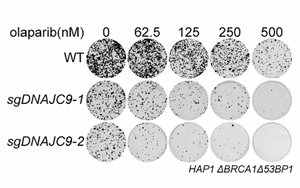組蛋白伴侶NASP調(diào)控組蛋白周轉驅動PARP抑制劑耐藥性的機制研究