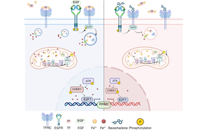 靶向轉鐵蛋白受體（TFRC）的巴伐查爾酮通過鐵代謝調(diào)控逆轉膀胱癌吉西他濱耐藥