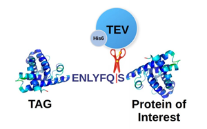 TEV蛋白酶，蛋白標(biāo)簽切除一步到位，生物醫(yī)藥的“黃金剪刀”