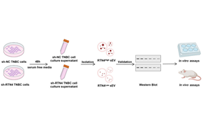 靶向小細胞外囊泡中網(wǎng)狀蛋白4(RTN4)抑制三陰性乳腺癌轉移并增強免疫治療效果的機制研究