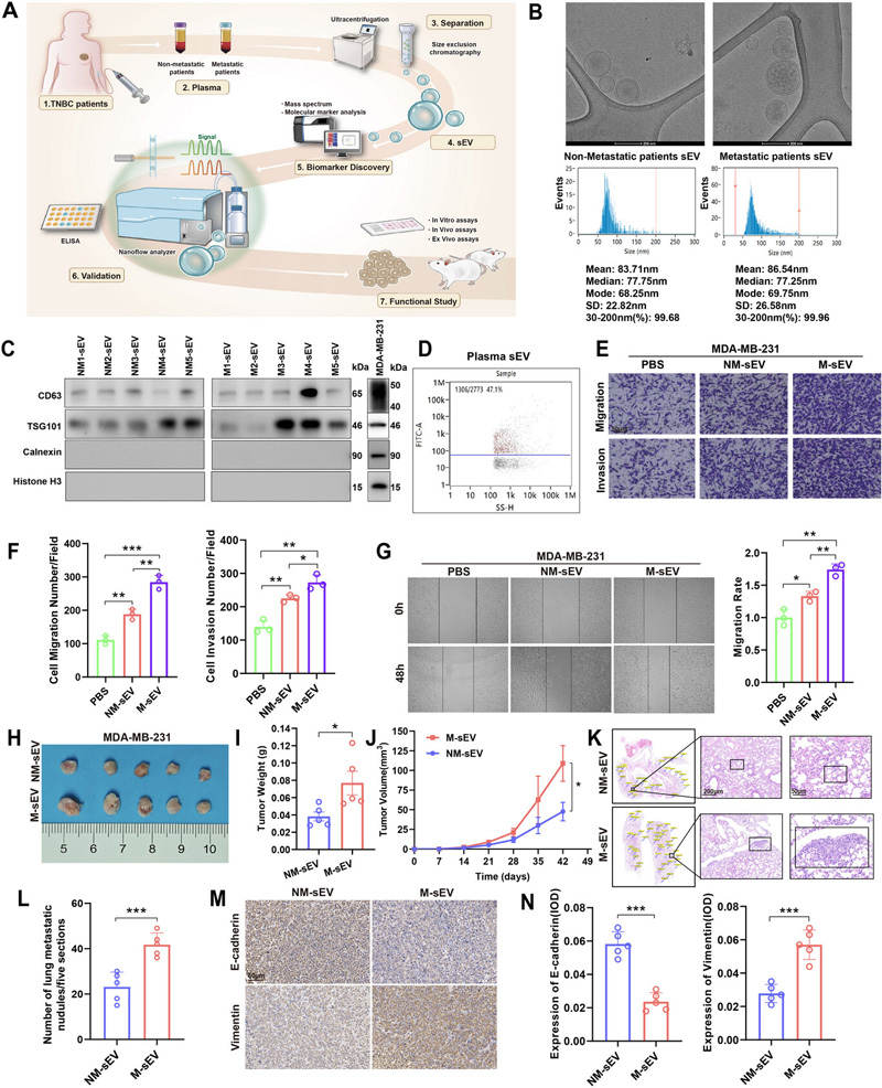 M-TNBC來源的sEV促進(jìn)了TNBC的遷移、侵襲和轉(zhuǎn)移
