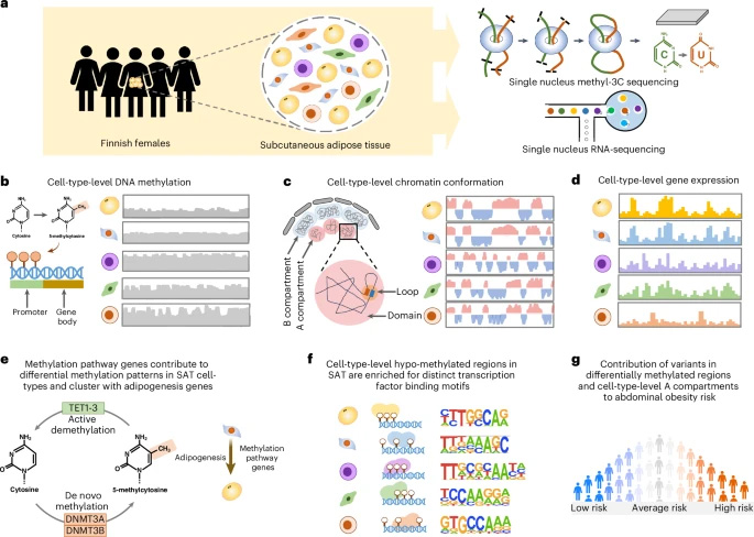 本研究采用 snm3C-seq 和 snRNA-seq 技術，在人類皮下脂肪組織（SAT）中對細胞類型水平的 DNA 甲基化、染色質(zhì)構(gòu)象及基因表達進行表征，并解析腹部肥胖的遺傳風險