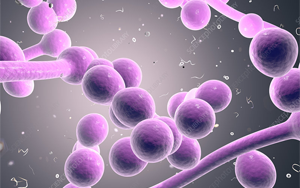 真菌共生與致病性的pH堿化調(diào)控機制：轉錄因子Dal81與Stp2的協(xié)同作用