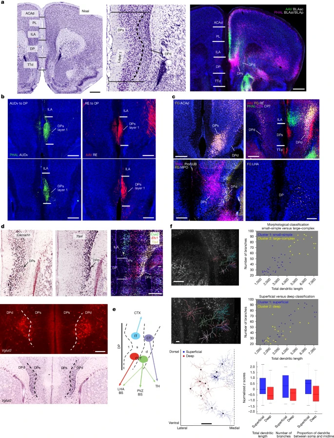 背側(cè)腳區(qū)的解剖學(xué)界定與細(xì)胞類型組織結(jié)構(gòu)