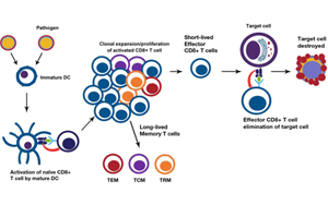 淺析幾種細(xì)胞治療的技術(shù)、工藝與原料