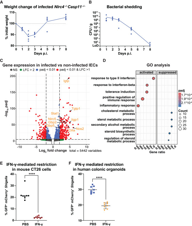 腸上皮細(xì)胞中的γ干擾素信號(hào)傳導(dǎo)與志賀氏菌感染的消退相關(guān)