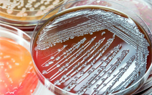 島津AccuDia培養(yǎng)基系列：提供完整的細(xì)胞培養(yǎng)與微生物檢測解決方案?