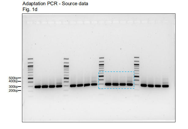 對(duì)于所有Northern和Western印跡實(shí)驗(yàn)，上樣量對(duì)照與目的信號(hào)均在同一塊凝膠/膜上進(jìn)行檢測(cè)。