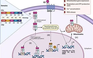 雌激素通過抑制ERα-Tau結(jié)合緩解七氟烷誘導(dǎo)的神經(jīng)毒性：年齡與性別差異的機(jī)制研究