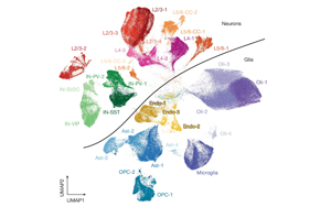 Nature：大腦衰老伴隨著持家基因的表達(dá)下調(diào)