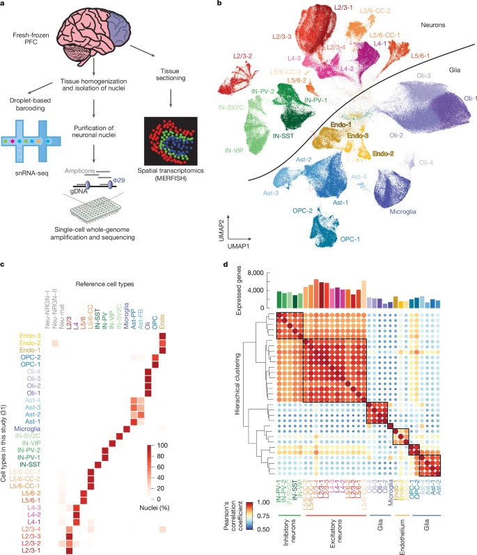人類前額葉皮層中基于液滴法的單核RNA測(cè)序研究設(shè)計(jì)與特征分析