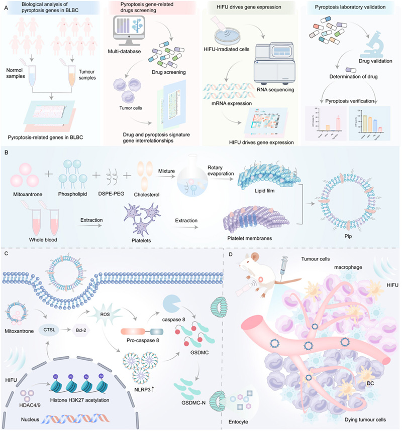 闡述了細胞焦亡誘導劑的篩選及其與HIFU聯(lián)合治療BLBC的作用機制研究