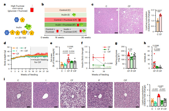 菊粉補充逆轉(zhuǎn)高果糖玉米糖漿誘導(dǎo)的代謝功能障礙