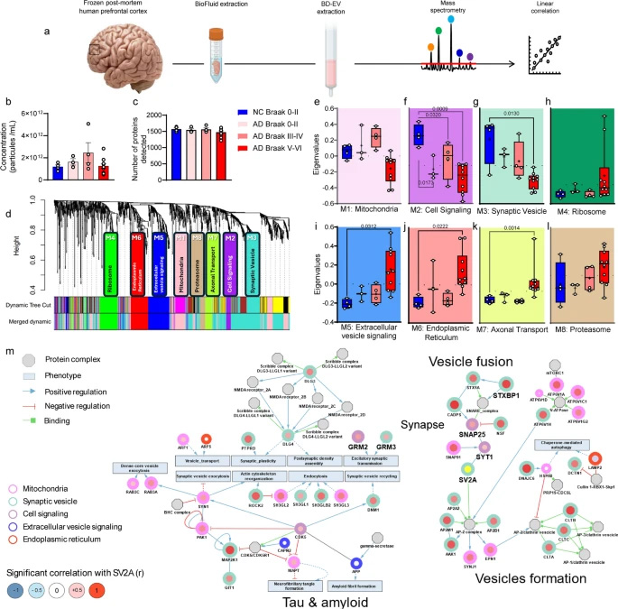 AD與NC腦源性細(xì)胞外囊泡的蛋白質(zhì)組學(xué)分析