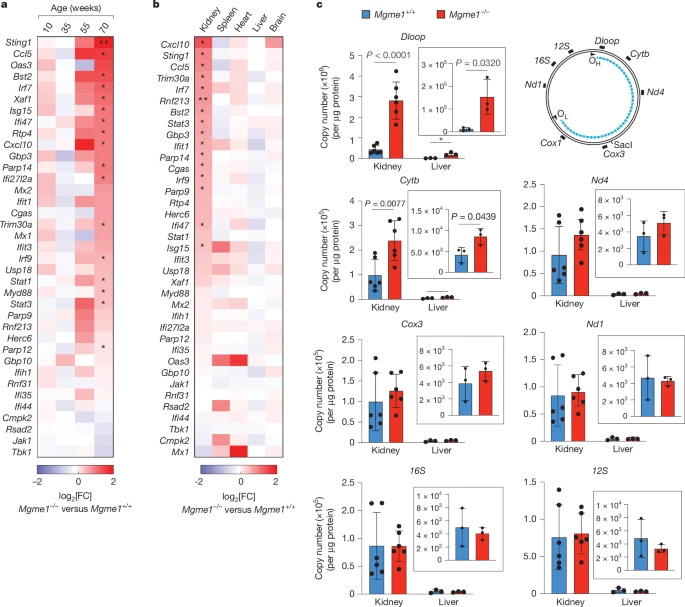 Mgme1?/?小鼠的遲發(fā)性腎炎