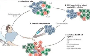 自體造血干細(xì)胞移植時(shí)S期殘留克隆性漿細(xì)胞對(duì)多發(fā)性骨髓瘤臨床預(yù)后的影響研究