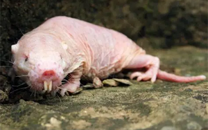 Science：cGAS的進(jìn)化突變促進(jìn)DNA修復(fù)