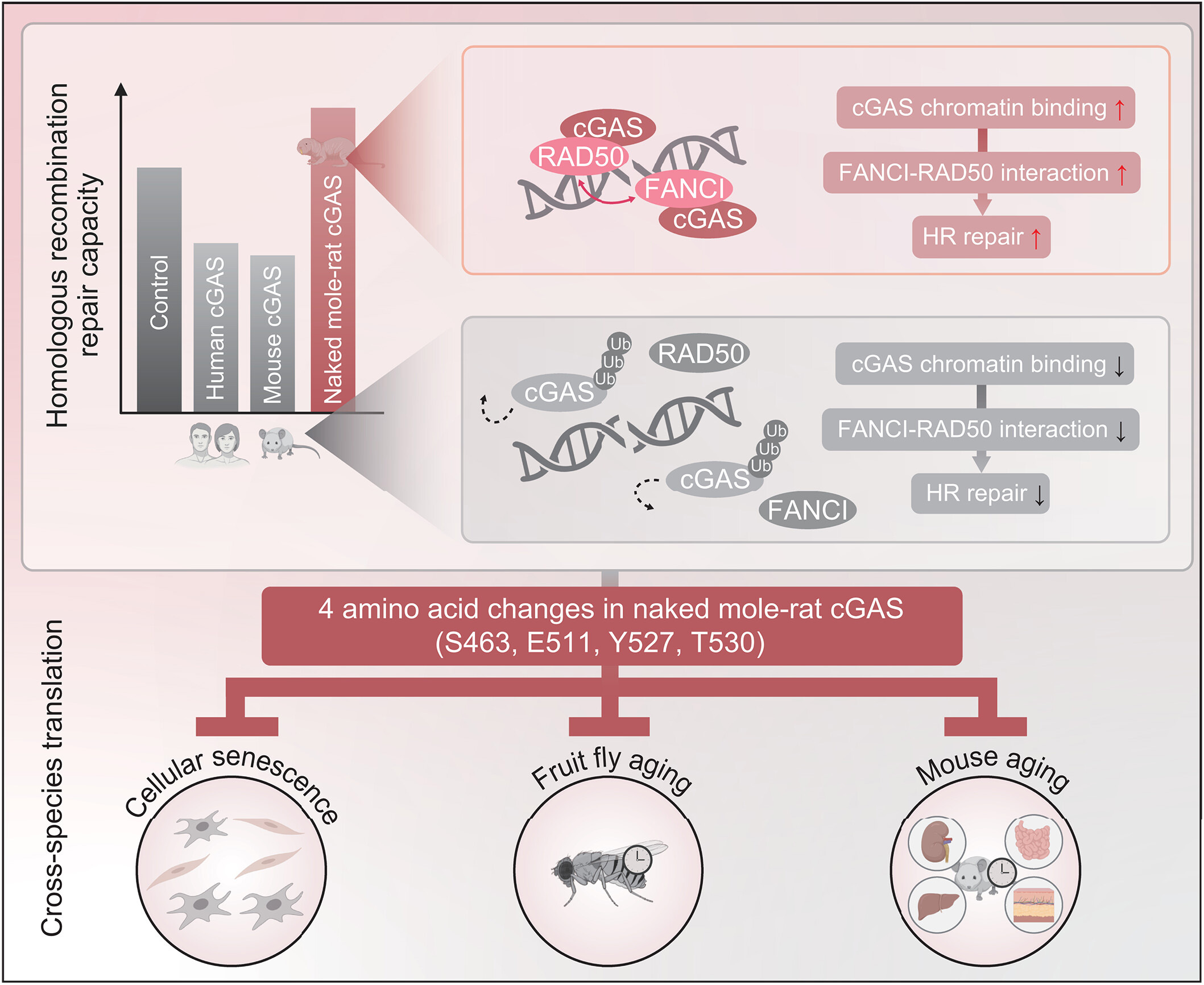 裸鼴鼠體內(nèi)獨(dú)特的cGAS功能