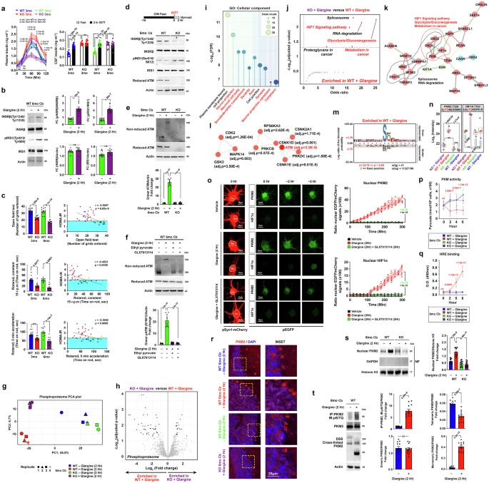胰島素激活的ATM調控小腦中需氧糖酵解的關鍵調控因子