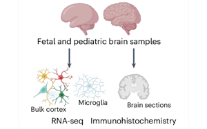人小膠質(zhì)細(xì)胞中MEF2C的轉(zhuǎn)錄與表觀遺傳調(diào)控機(jī)制及其在自閉癥風(fēng)險和年齡相關(guān)疾病中的功能解析