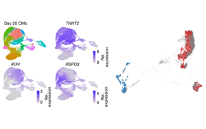 Nature破解科學(xué)謎題：終于找到了最常見的染色體異常引發(fā)心臟缺陷的關(guān)鍵基因