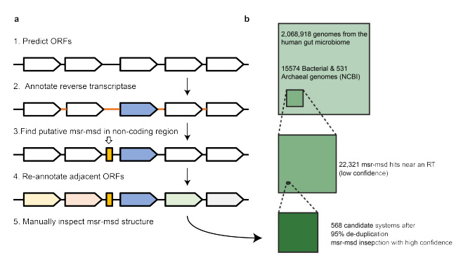 生物信息學逆轉(zhuǎn)錄子發(fā)現(xiàn)流程概述 生物信息學逆轉(zhuǎn)錄子發(fā)現(xiàn)流程概述