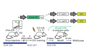 單基因座表觀遺傳編輯調(diào)控記憶表達(dá)：Arc啟動(dòng)子的細(xì)胞特異性表觀遺傳編輯機(jī)制研究