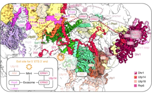 Nature：AI助力！首次捕捉到核糖體形成的全過程