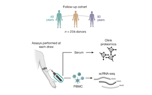 Nature：隨著年齡增長，免疫細(xì)胞如何發(fā)生變化？