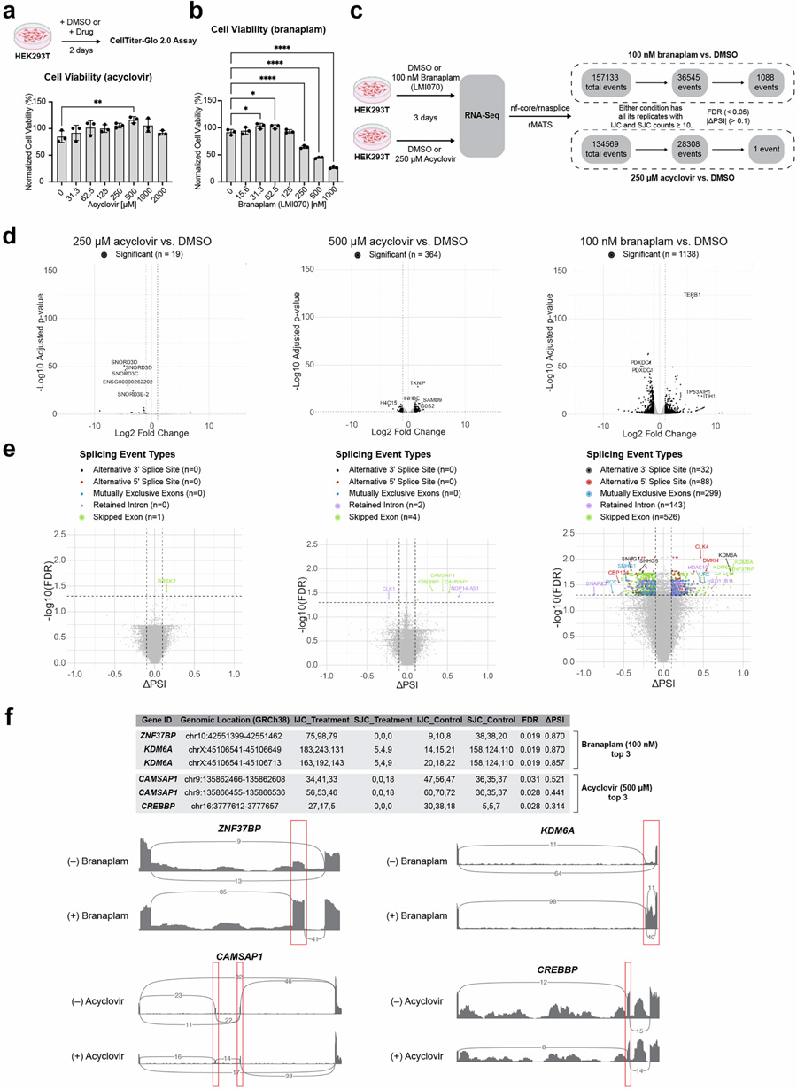 阿昔洛韋處理對細(xì)胞活力、基因表達(dá)及選擇性剪接的影響