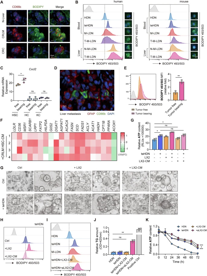 浸潤轉(zhuǎn)移性肝臟的低密度中性粒細(xì)胞具有更多脂滴，且該過程會因肝星狀細(xì)胞的誘導(dǎo)而進(jìn)一步增強(qiáng)