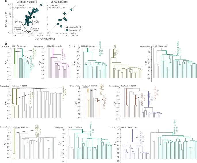 追溯長效造血干細(xì)胞克隆的起源 追溯長效造血干細(xì)胞克隆的起源