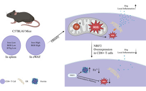 肥胖會(huì)改變脂肪組織中CD8+ T細(xì)胞的鐵代謝機(jī)制，從而加劇代謝性炎癥