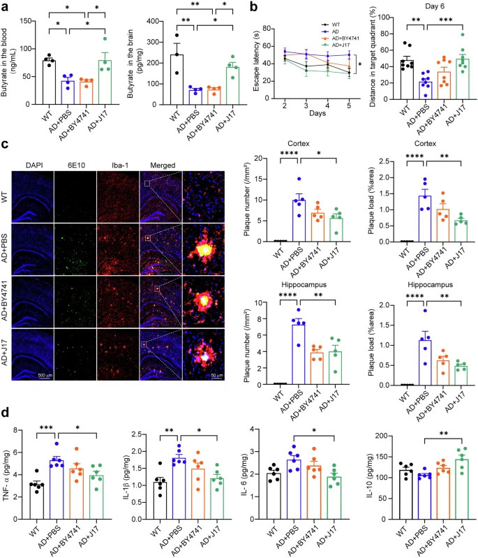 工程化產(chǎn)丁酸酵母（J17）可糾正丁酸缺乏，并改善APP23/PS45小鼠的阿爾茨海默癥相關(guān)表型