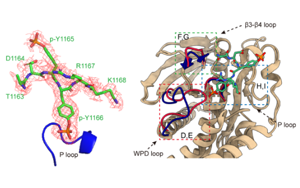 PTPN9通過(guò)去磷酸化IGF1R<sup>Y1165/1166</sup>增強(qiáng)膽管癌對(duì)酪氨酸激酶抑制劑的敏感性
