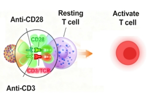 免疫細(xì)胞激活產(chǎn)品全覽：T細(xì)胞、NK細(xì)胞與DC細(xì)胞