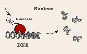 全能核酸酶，生物制品純化中的隱形衛(wèi)士