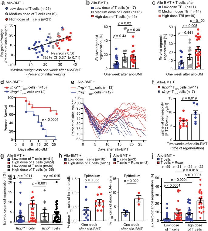 腸道組織的過度損傷與修復再生通過IFNγ和調節(jié)性T細胞形成雙向關聯(lián)