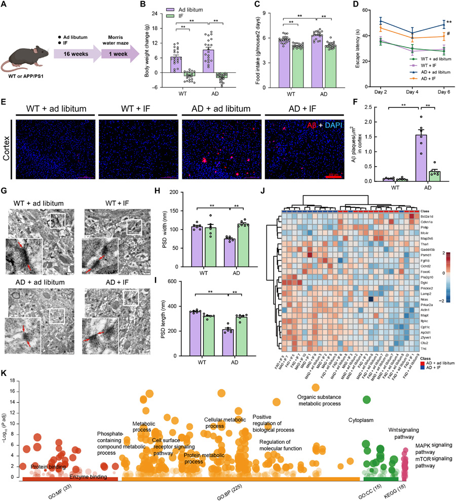 間歇性禁食減輕阿爾茨海默病模型小鼠的認(rèn)知障礙、減少β淀粉樣蛋白沉積，并保護(hù)其突觸超微結(jié)構(gòu)